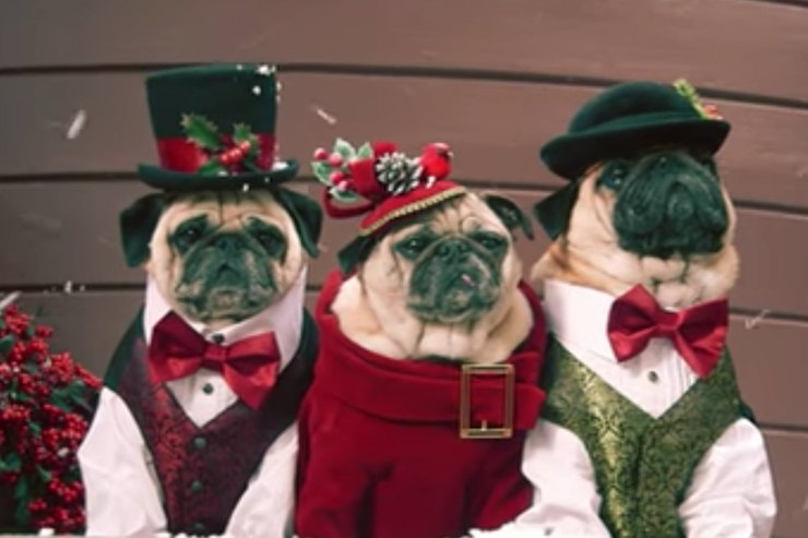 Видео дня: мопсы в костюмах стали главными героями рождественского клипа
